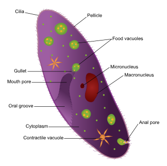 Ciliates are unicellular eukaryotes that display nuclear dimorphism involving a macronucleus and a micronucleus. Ciliate.svg