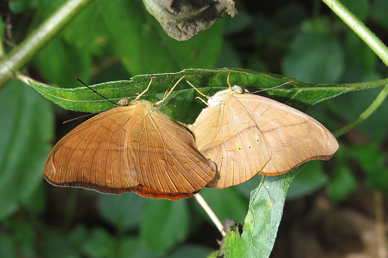 File:Cirrochroa thais - Tamil Yeoman mating pair during Periyar butterfly survey at Sabarimala, 2014 (35).jpg