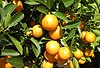Citrus japonica.jpg