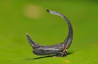 <i>Cladonota</i> Genus of treehopper