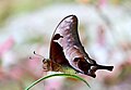 * Nomination Meandrusa lachinus (Fruhstorfer, 1902) - Brown Gorgon. By User:Atanu Bose Photography --Sandipoutsider 05:08, 26 July 2023 (UTC) * Decline  Oppose Sorry: level of detail is too low  Level of detail too low, blurred, too low sharpness for QI. --F. Riedelio 09:52, 2 August 2023 (UTC)