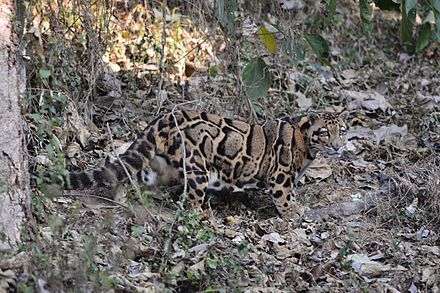 Clouded leopard at Aizawl Zoo