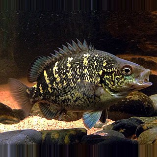 <i>Hephaestus carbo</i> species of fish