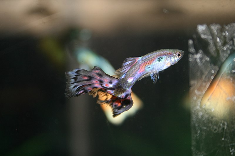 File:Cobra Guppy (Poecilia reticulata).JPG