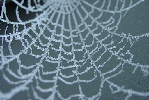 Cobweb - Flickr - spinster