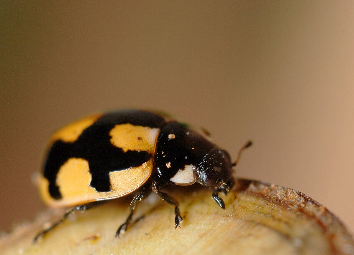 Коровка википедия. Семиточечная коровка личинка. Platynaspis luteorubra. Десятиточечная коровка. Коровка узорчатая.