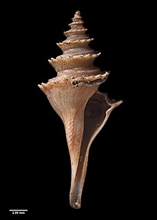 <i>Cochlespira beuteli</i> Species of gastropod