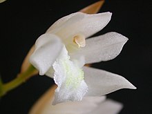 Coelogyne suaveolens.jpg