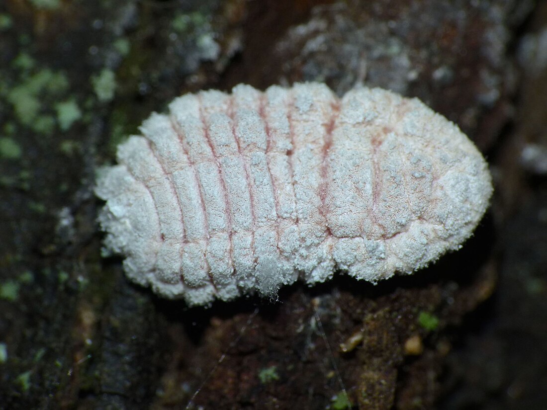 Coelostomidia zealandica