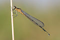 Coenagrion hastulatum, ♂ teneral