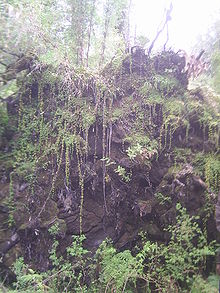 Virgin temperate rainforest in Pumalín Park