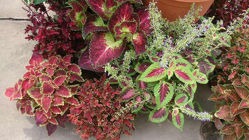 File:Coleus (Plectranthus scutellarioides) 6.jpg