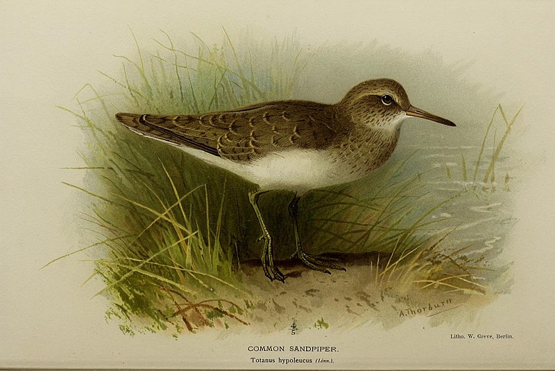 File:Coloured figures of the birds of the British Islands - issued by Lord Lilford (20272924246).jpg