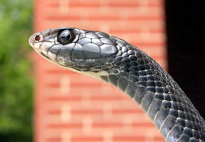 An extreme close-up of a black racer