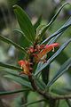 Columnea querceti