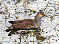 * Nomination Juvenile common gallinule in the Green Cay wetlands --Rhododendrites 04:31, 11 January 2023 (UTC) * Promotion  Support Good quality. --XRay 04:36, 11 January 2023 (UTC)