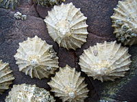 Common limpets1.jpg