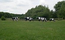 Liz Leyh's iconic Concrete Cows