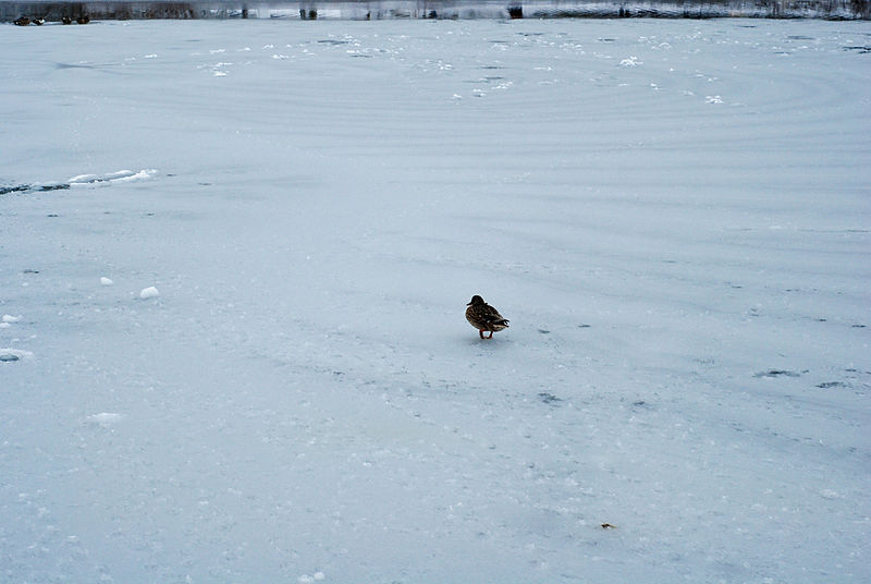 File:Confused Mallard on Green Lake 2008.jpg