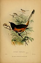Pintura de um pássaro de cauda longa, dorso preto e barriga laranja