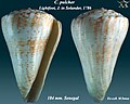 Conus pulcher 2.jpg