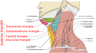 <span class="mw-page-title-main">Anterior triangle of the neck</span>