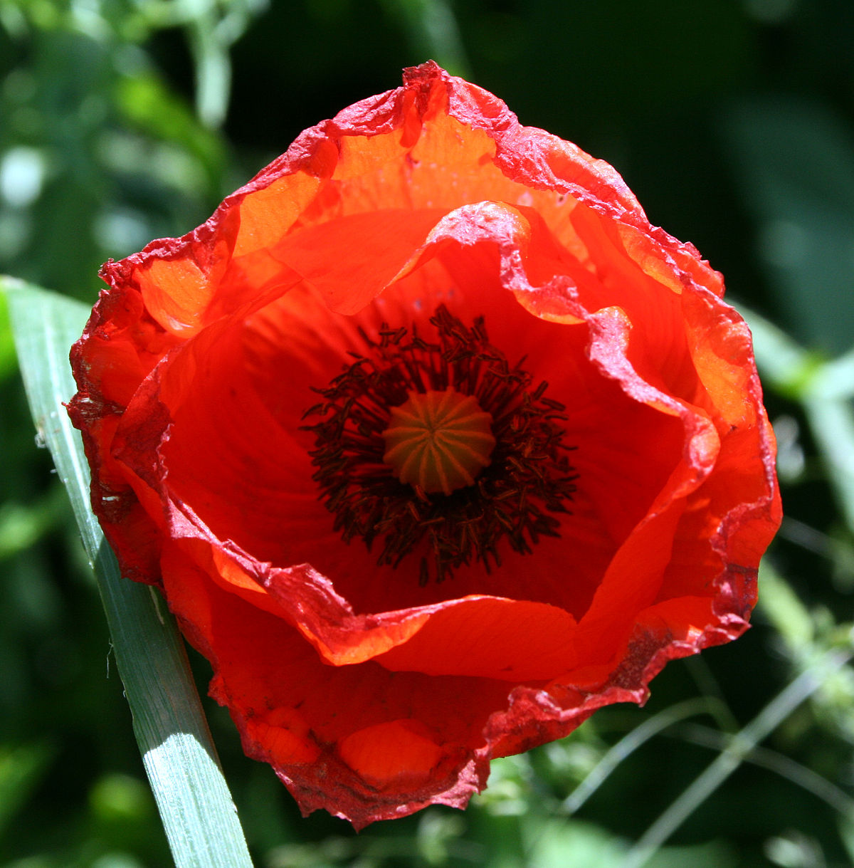 Fichier Coquelicot fleur.jpg Wikip dia