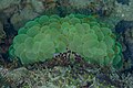 * Nomination: Bubble coral (Plerogyra sinuosa), Anilao, Philippines --Poco a poco 19:01, 9 June 2024 (UTC) * * Review needed