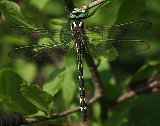 <i>Cordulegaster diastatops</i> Species of dragonfly