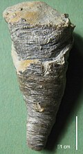 Fossil of the Middle Ordovician-Carboniferous horn coral Cornulites Cornulites cellulosus.jpg