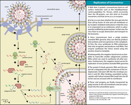 Orthocoronavirinae: Historia natural, Estructura, Replicación