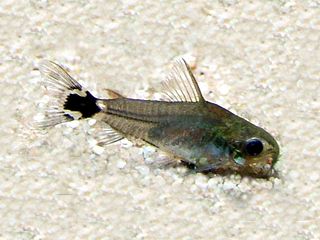 Dwarf corydoras species of fish