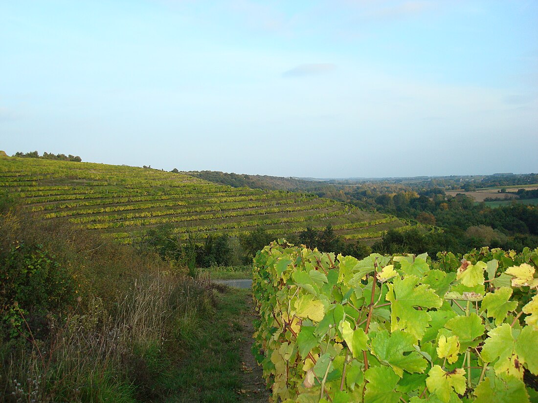 Coteaux-du-layon