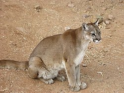 Puma (Puma concolor)