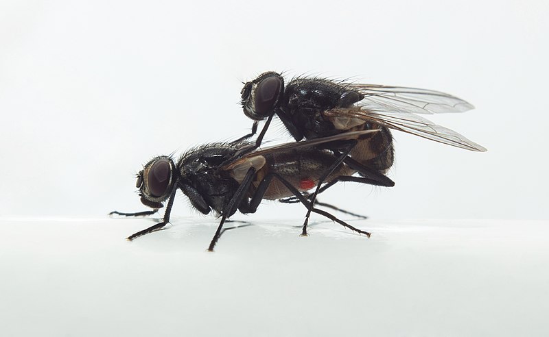 File:Couple of Musca Domestica.jpg