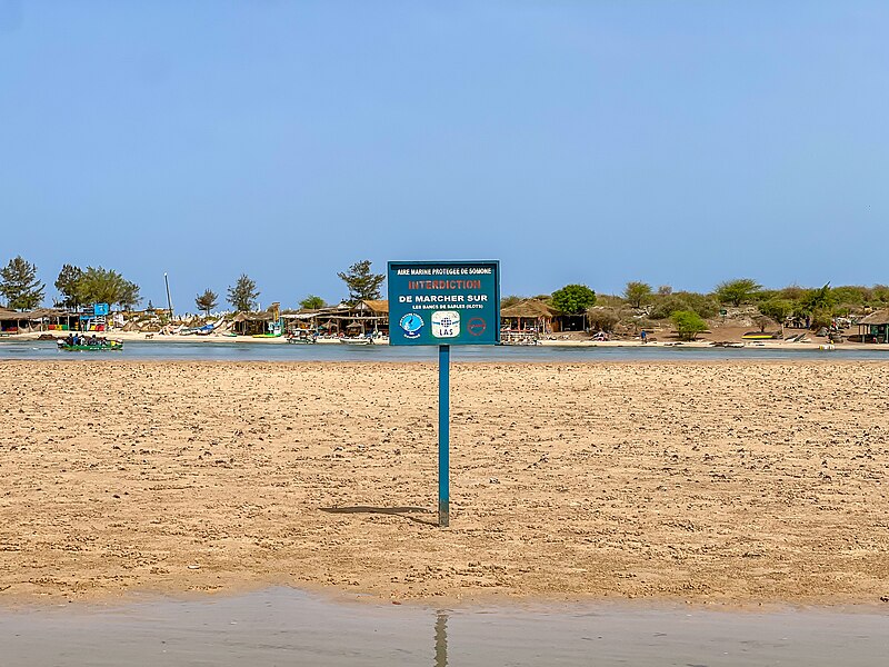 File:Crabes sur un banc d'ilot de sable 01.jpg