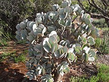 Crassula arborescens grande plante en Afrique du Sud.jpg