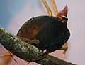 Crested Wood Partridge