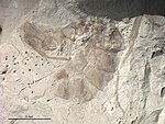Cretopone magna PIN2284-14 holotype worker.jpg