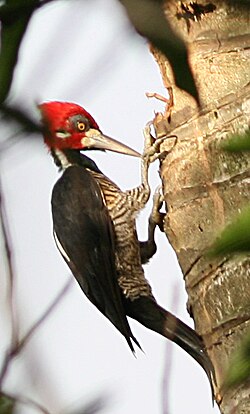 Crimson-crestewoodpecker.jpg