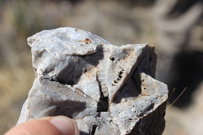 File:Crinoids casts at Kartchner Caverns State Park.JPG