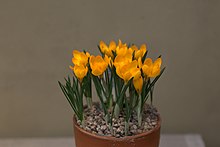 Crocus olivieri GotBot 2016.jpg