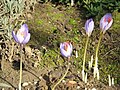 Crocus speciosus clump