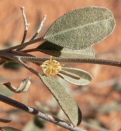 Description de l'image Croton californicus 5.jpg.