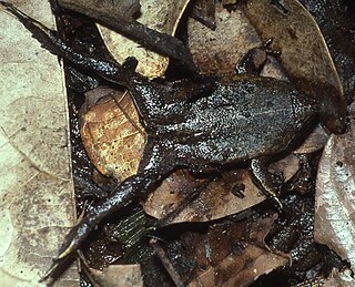 <i>Ctenophryne geayi</i> Species of frog