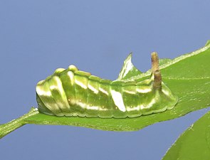 Curetis thetis - Indian Sunbeam - Male - Life cycle 44.jpg