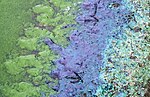 Thumbnail for File:Cyanobacteria deposits, St Margaret's Loch, Holyrood Park, Edinburgh.jpg