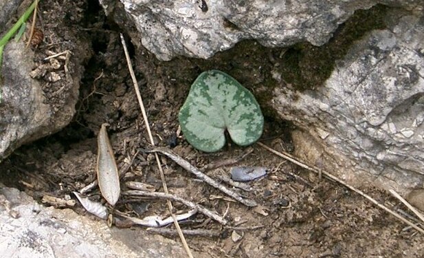 Cyclamen balearicum.jpg