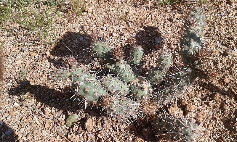 File:Cylindropuntia prolifera cactus.jpg