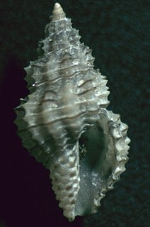 <i>Cyrillia linearis</i> Species of gastropod